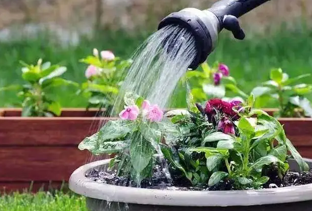 移花接木 花卉换盆 缓苗 浇水技巧