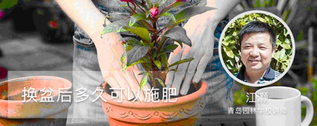 移花接木 移盆后 缓苗期 养护要点