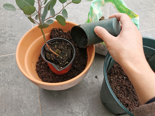 移花接木 高手移盆技巧 全攻略 换盆步骤