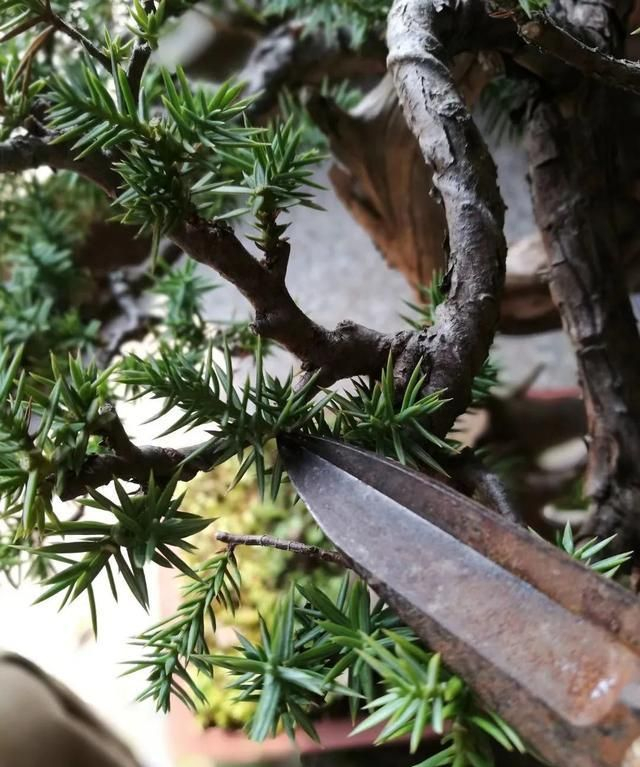 移花接木 换盆 修根 消毒 上盆技巧