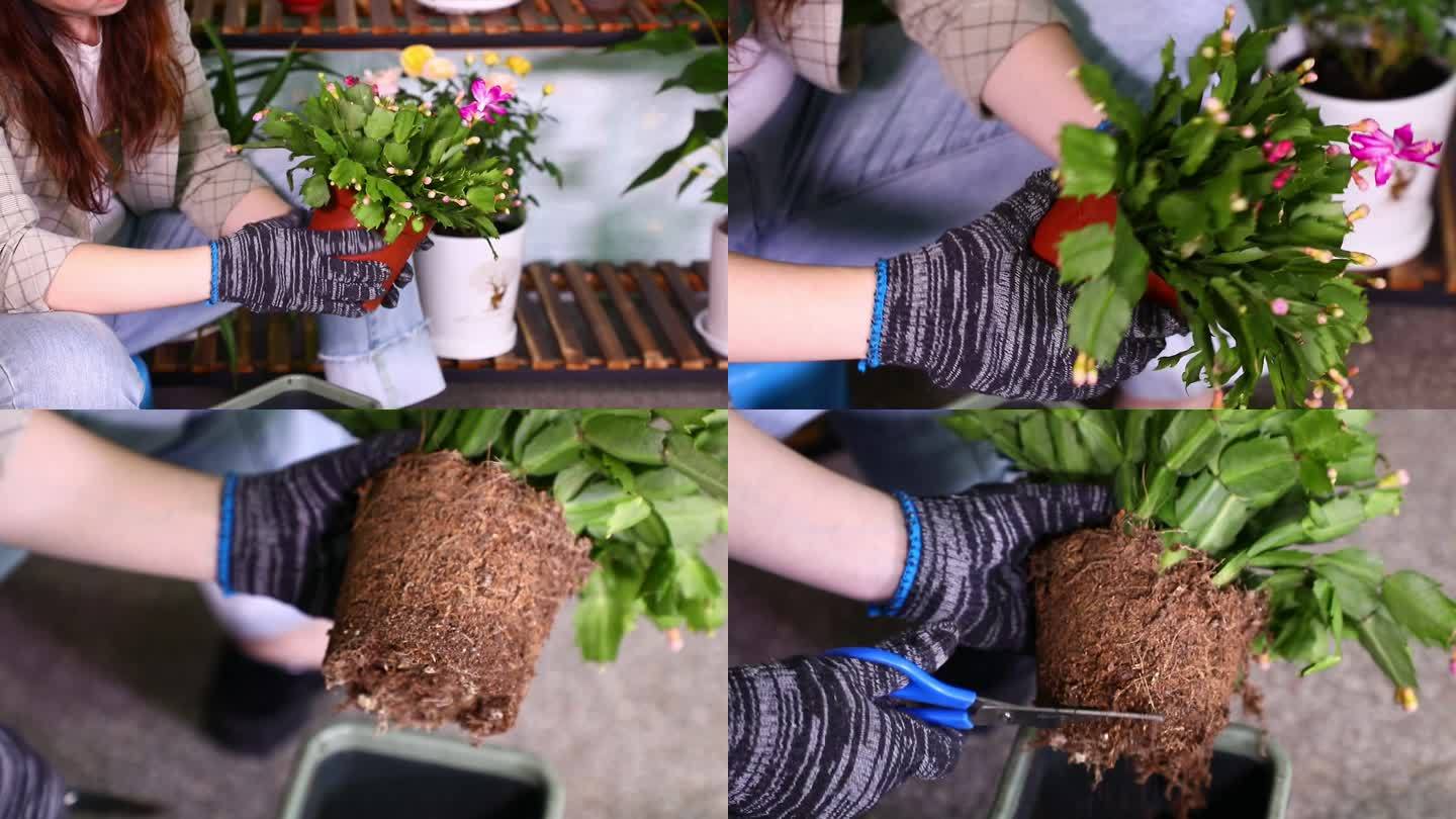 移花接木 花卉移盆 脱盆修根 技巧