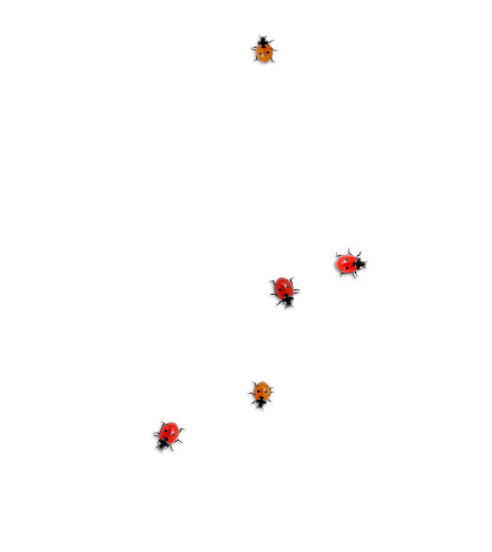 ����ư��Ladybug on desktop{package_version_name} ���������������
