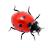 ����ư��Ladybug on desktop