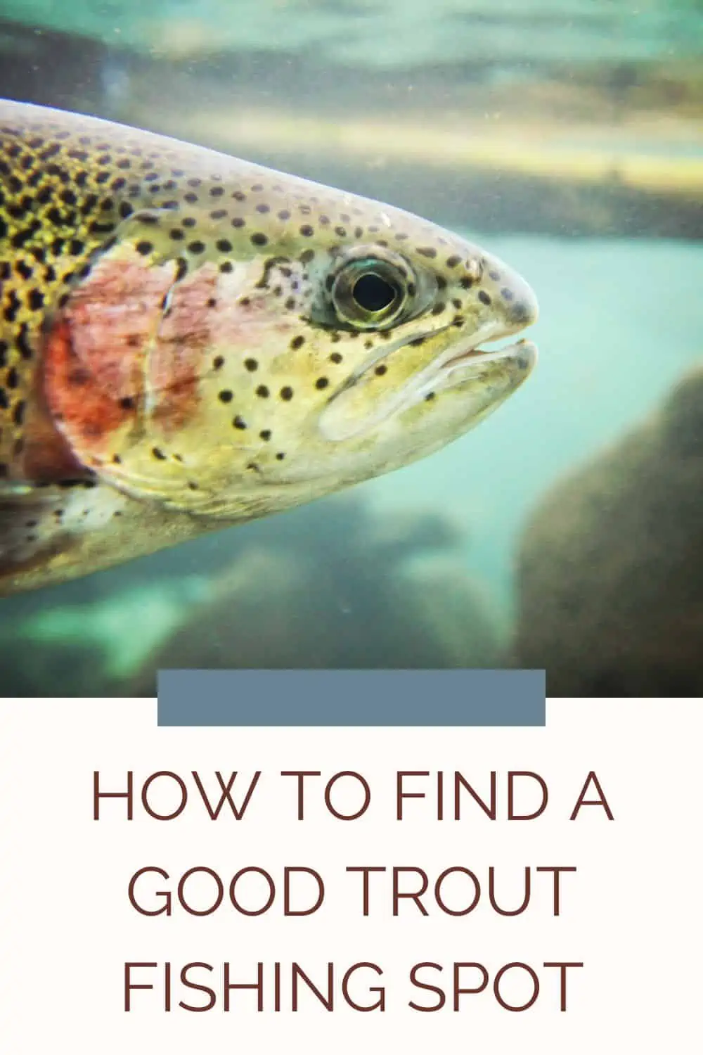 Trout fishing spots and water conditions