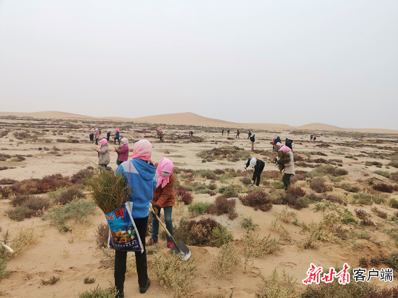 绿洲民勤治沙体验种梭梭树