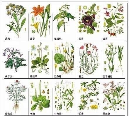 本草纲目 药材分类 安卓版