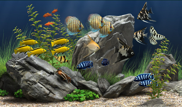 动态水族馆桌面 电脑桌面屏保设置界面
