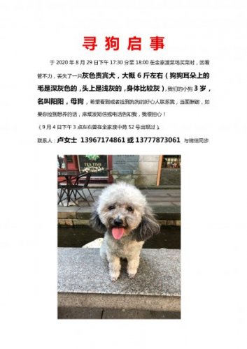 爱犬走失后主人焦急寻找的街头场景和寻狗启事