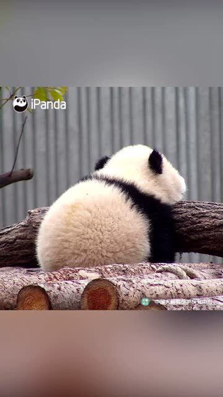 熊猫睡眠质量差改善方法经验分享配图