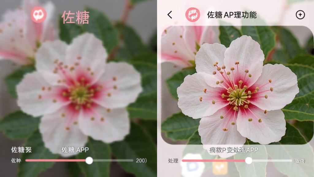 一张佐糖图片变清晰功能的对比图,左侧是模糊的低分辨率花朵照片,右侧是清晰锐利的高分辨率同款花朵照片,手机屏幕显示佐糖APP的处理进度,背景为粉白色调,风格柔和清新,细节清晰,画质高清,干净,无多余元素