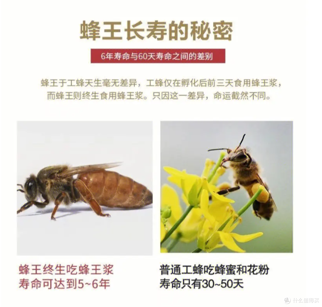 峰小密 蜂王浆蜂花粉吃法 空腹食用 过敏提醒