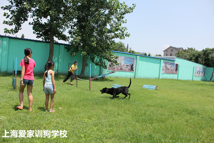 金属狗在家庭和学校场景中的互动画面
