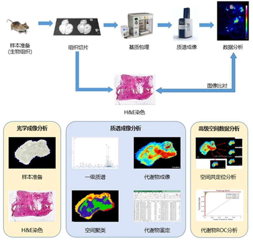 TL-PDB蛋白降解剂在实验室研究中的给药与检测场景配图