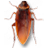 ������� Cockroach on Desktop{package_version_name} ������������