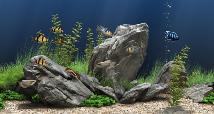 Dream Aquarium�λ�ˮ����{package_version_name} ����ˮ��ģ��