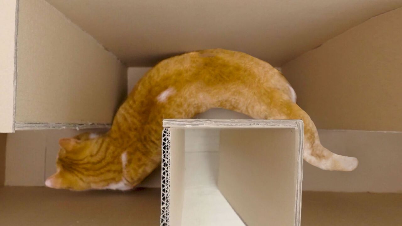 液体猫缩进小盒子全过程实拍图