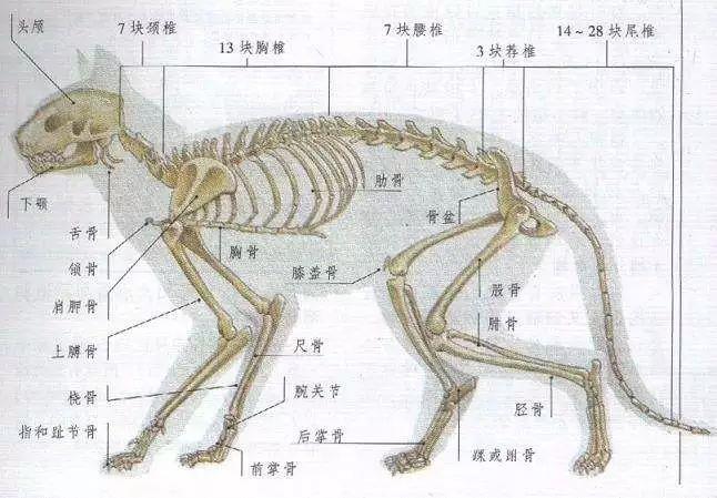 液体猫钻小盒子骨骼结构示意图