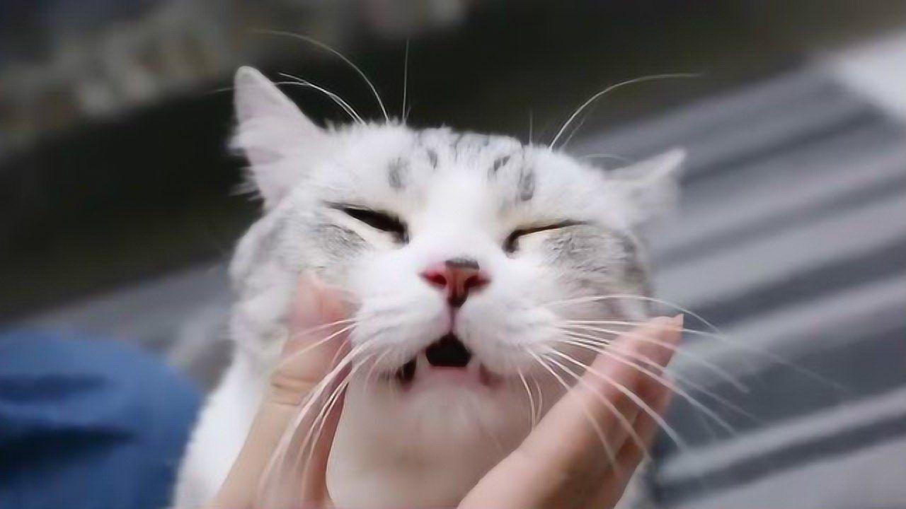 液体猫用胡须测量盒子宽度特写