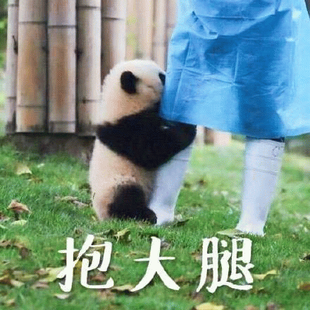 熊猫药药梗图 熊猫抱大腿求人表情包