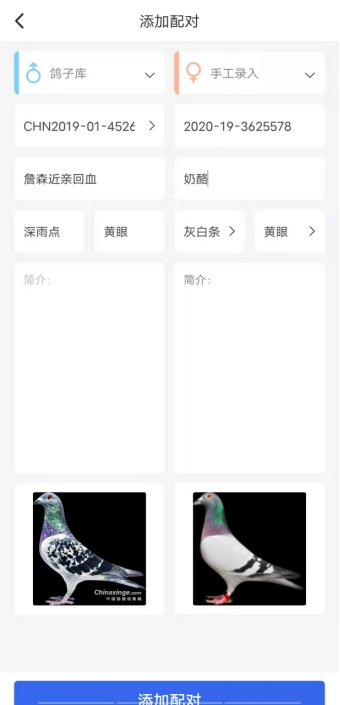 鸽子对讲 安卓版 操作界面