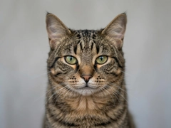 CATLINK����èɰ����ʵʹ���������