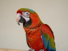 �����Ĵ�����˵���ʺ��������ĳ������Ƽ�