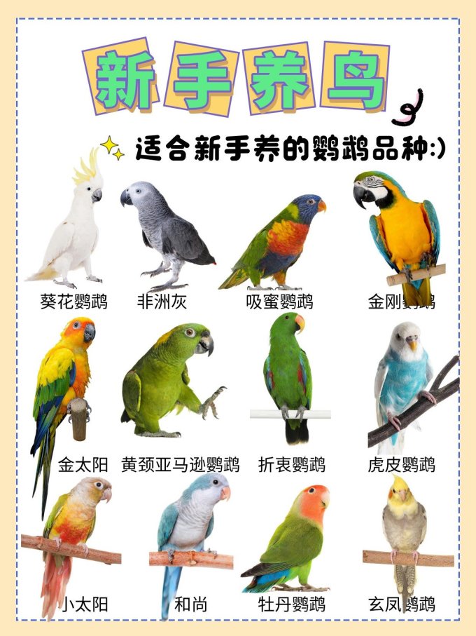 美鹦鹉聪明会说话适合新手养的宠物鸟推荐 美鹦鹉饲养入门实拍图