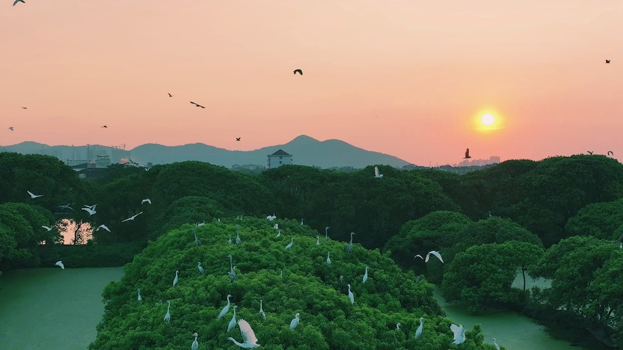 Go Birding新手观鸟时间地点选择 清晨湿地公园观鸟实拍