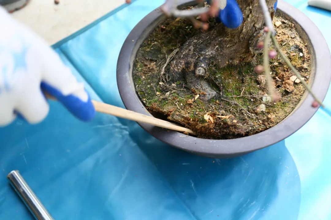 花桃配土上盆操作过程 花桃根系修剪示意图