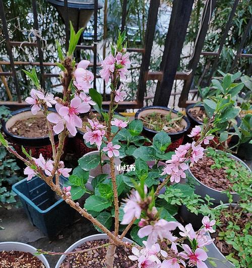 花桃种植技巧与养护方法全解析 花桃盆栽地栽开花实拍图