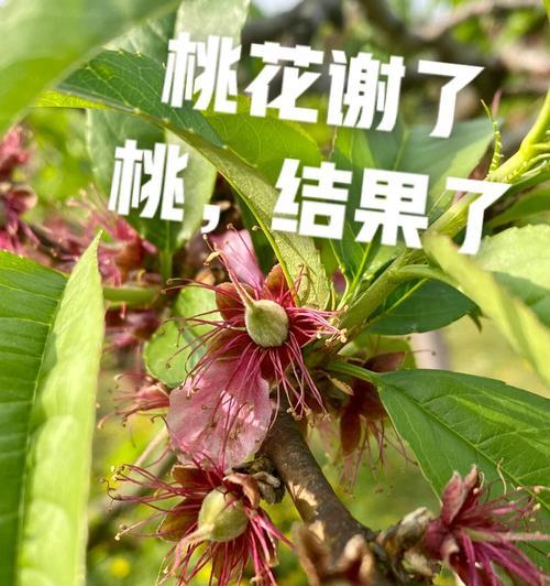 花桃修剪前后对比 花桃施肥浇水养护场景图